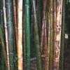 Thumbnail #5 of Phyllostachys nigra by palmbob