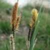 Thumbnail #2 of Carex nigra by Zaragoza