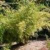 Thumbnail #2 of Drepanostachyum khasianum by palmbob