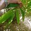 Thumbnail #4 of Drepanostachyum khasianum by palmbob