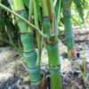 Thumbnail #2 of Phyllostachys aurea by WUVIE