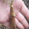 Thumbnail #1 of Phyllostachys aurea by WUVIE