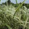 Thumbnail #5 of Miscanthus sinensis by DaylilySLP