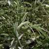 Thumbnail #5 of Chasmanthium latifolium by DaylilySLP