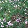 Thumbnail #1 of Armeria alliacea by palmbob