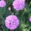 Thumbnail #2 of Armeria alliacea by palmbob