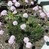 Thumbnail #3 of Armeria alliacea by busy_bee_or