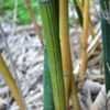 Thumbnail #4 of Bambusa dolichomerithalla by palmbob