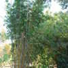 Thumbnail #3 of Bambusa dolichomerithalla by palmbob