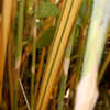 Thumbnail #5 of Bambusa dolichomerithalla by growin