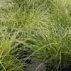 Thumbnail #5 of Miscanthus sinensis by DaylilySLP