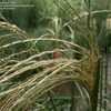 Thumbnail #5 of Miscanthus sinensis by DaylilySLP