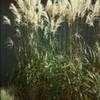 Thumbnail #1 of Miscanthus sinensis by plantdude