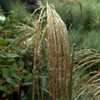 Thumbnail #4 of Miscanthus sinensis by DaylilySLP