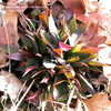 Thumbnail #1 of Dichanthelium oligosanthes var. scribnerianum by frostweed