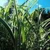 Thumbnail #1 of Miscanthus sinensis by growin