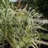 Thumbnail #4 of Miscanthus sinensis by DaylilySLP