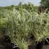 Thumbnail #3 of Miscanthus sinensis by DaylilySLP