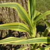 Thumbnail #2 of Arundo donax by NoLawns