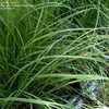 Thumbnail #3 of Carex pensylvanica by DaylilySLP
