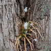 Thumbnail #4 of Carex pensylvanica by NoLawns