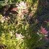 Thumbnail #1 of Castilleja sessiliflora by frostweed
