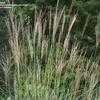 Thumbnail #2 of Miscanthus sinensis by hczone6