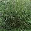 Thumbnail #3 of Miscanthus sinensis by hczone6