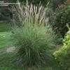 Thumbnail #4 of Miscanthus sinensis by hczone6