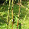 Thumbnail #2 of Bambusa arnhemica by palmbob