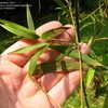 Thumbnail #3 of Bambusa arnhemica by palmbob