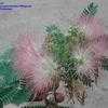 Thumbnail #4 of Albizia julibrissin by Wingnut