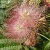 Thumbnail #3 of Albizia julibrissin by Jeff_Beck