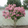 Thumbnail #4 of Lagerstroemia indica by MG