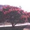 Thumbnail #3 of Lagerstroemia indica by dave