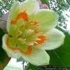 Thumbnail #1 of Liriodendron tulipifera by mystic