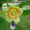 Thumbnail #3 of Liriodendron tulipifera by gvolpe