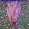 Thumbnail #5 of Liriodendron tulipifera by mystic
