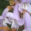 Thumbnail #2 of Paulownia tomentosa by dave