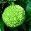 Thumbnail #3 of Maclura pomifera by Jeff_Beck