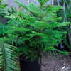 Thumbnail #2 of Araucaria heterophylla by rntx22