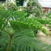 Thumbnail #5 of Araucaria heterophylla by kniphofia