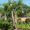 Thumbnail #2 of Pachypodium lamerei by Floridian