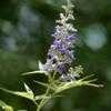 Thumbnail #3 of Vitex agnus-castus by Chamma