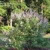 Thumbnail #4 of Vitex agnus-castus by patp