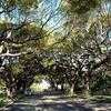 Thumbnail #2 of Cinnamomum camphora by Floridian