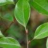 Thumbnail #1 of Cinnamomum camphora by Floridian