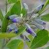 Thumbnail #4 of Calia secundiflora by SShurgot