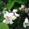 Thumbnail #1 of Catalpa bignonioides by melody