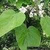 Thumbnail #4 of Catalpa bignonioides by melody